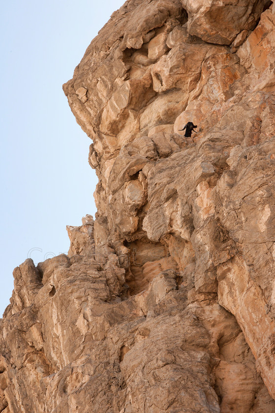 Goat rocks9236 
 Goat stuck on rock cliff near Dibah, UAE 
 Keywords: Goat, Rock cliff, Dibah monuntains, UAE