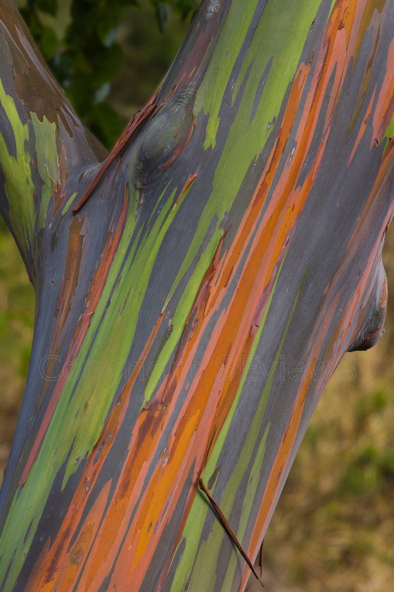 Colourful bark on Rainbow Eucalyptus2 
 Colourful bark on Rainbow Eucalyptus at Waimea Beach Park, Hawaii 
 Keywords: Colourful bark, Rainbow Eucalyptus (Eucalyptus deglupta), Waimea Beach Park, Hawaii