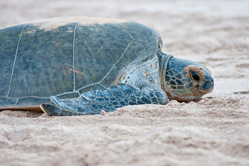 Green Sea Turtles 1514 
 Green Sea Turtle struggling to get back to sea after laying eggs on Ras Al Had beach overnight 
 Keywords: Green Sea Turtle, Chelonia mydas, Ras Al Had, Oman