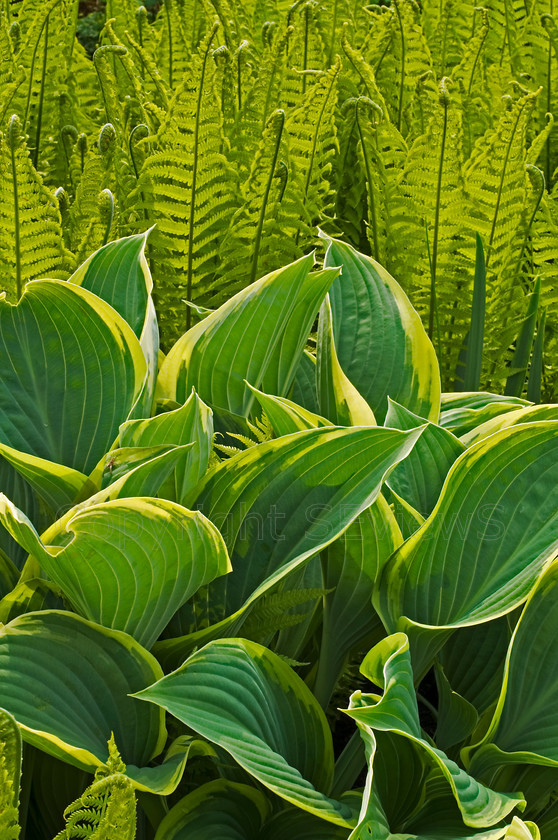 Iris and fern leaves 
 Short Iris and fern leaves composition 
 Keywords: fern, leaves