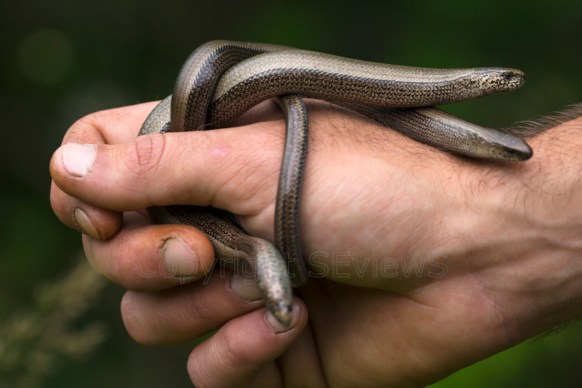 Slow worm DSC1687 
 Three juvenile slow worms on human hand 
 Keywords: Slow worm, Anguis fragilis, Botany Bay, Surrey, UK