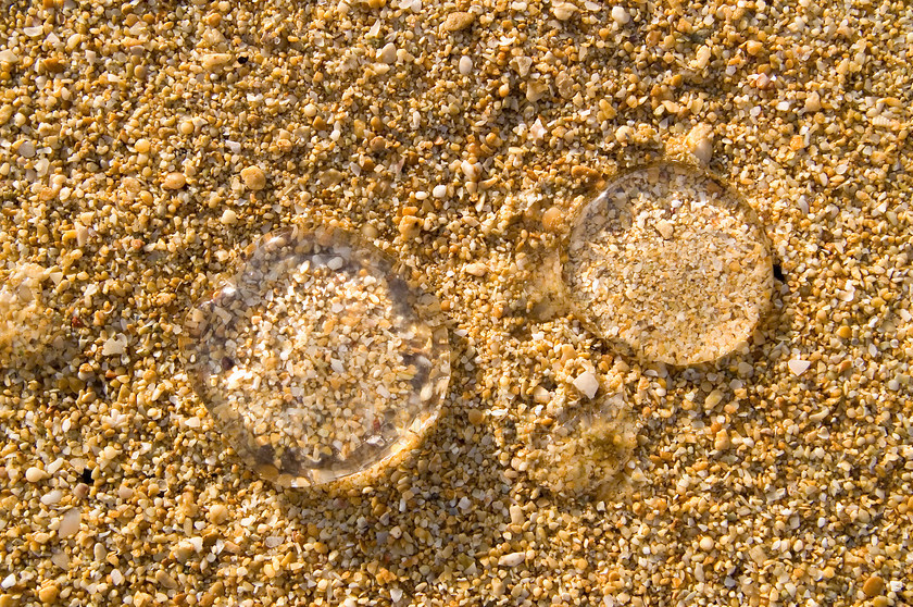 moon jelly fish 
 Keywords: moon jelly fish, Sand, Seaside, Muscat, Oman