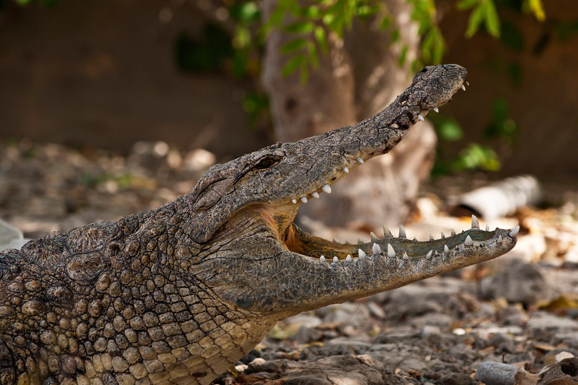 Crocodile1134 
 Crocodile at Ostrich Far, Barka, Oman 
 Keywords: Crocodile, Crocodylus, Crocodile Sweat, Ostrich Farm, Barka, Oman