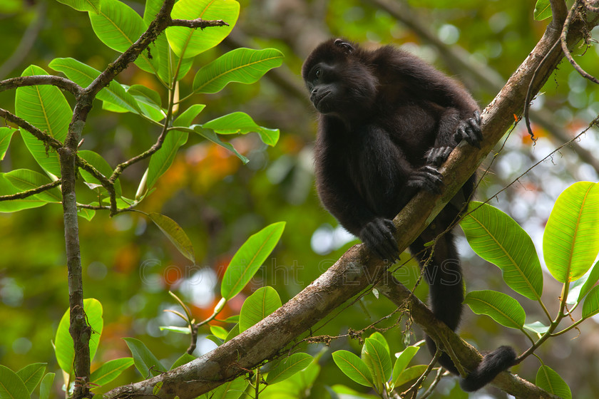 Howler monkey0352 
 Howler monkey 
 Keywords: Monkey, Costa Rica, Howler monkey