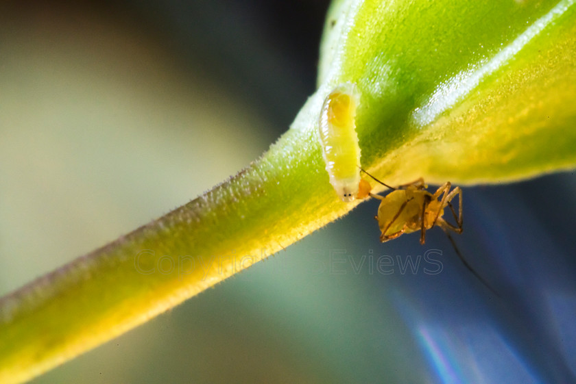 Aphid DSC7555 
 Predatory Grall Midge larva wriggling and shaking whilst sucking juices out of aphid (greenfly). 1mm in length & as sharp as possible with 5 X magnifacation and subject movement 
 Keywords: Predatory Grall Midge larva, aphidoletes aphidimyza, biological pest control