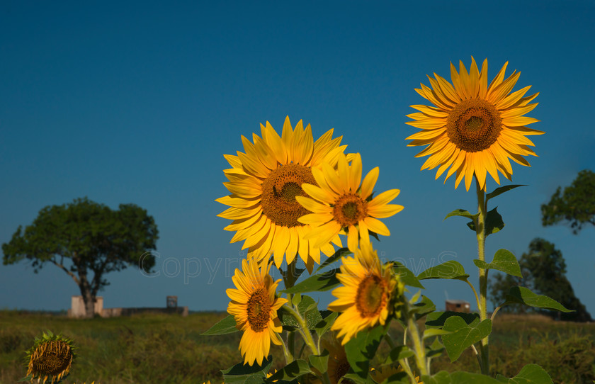 Sunflower0886 
 SONY DSC 
 Keywords: France