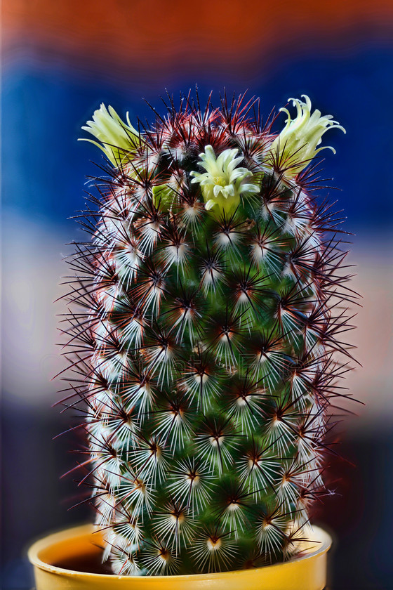 Cactus0104 2 
 Cactus - multiple images focus stacked 
 Keywords: Camberley, Surrey, UK, Cactus