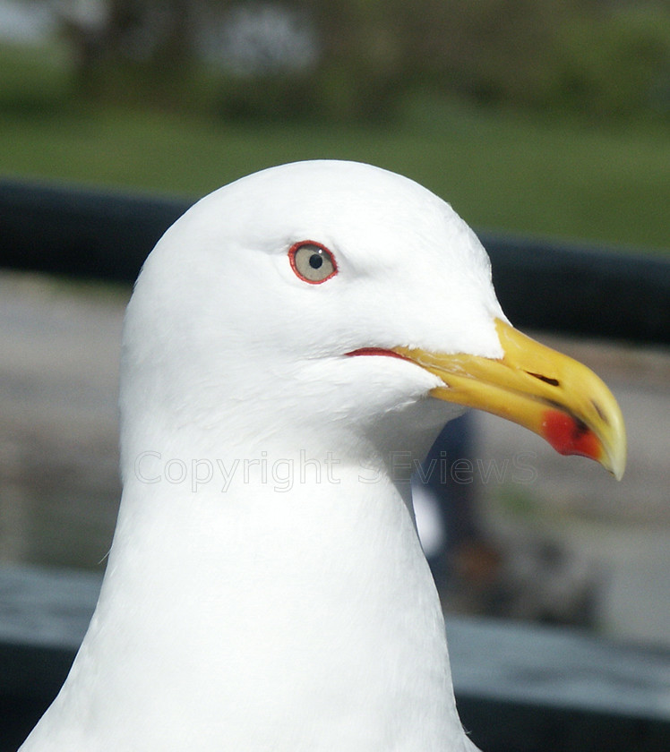 Oslo0027 copy 
 DCF 1.0 
 Keywords: Sea gul, Seagull, Gull, Larus, Oslo, Norway