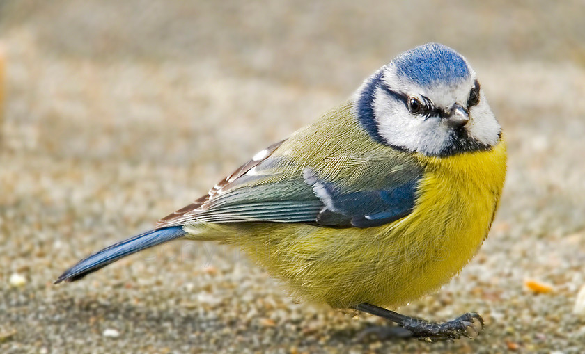 Blue Tit 
 KONICA MINOLTA DIGITAL CAMERA 
 Keywords: Blue Tit, Breadcrumbs, Garden