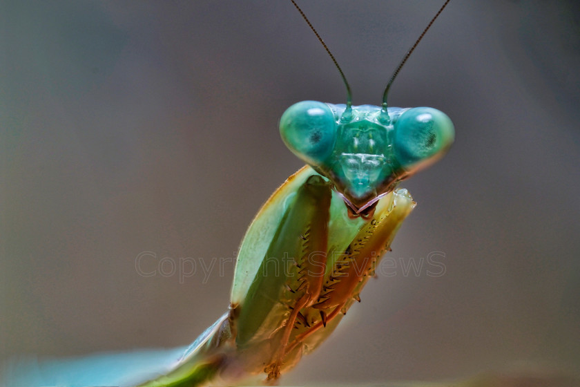 Praying Mantis1 
 Rhombodera basalis praying mantis, multiple images focus stacked 
 Keywords: Rhombodera basalis