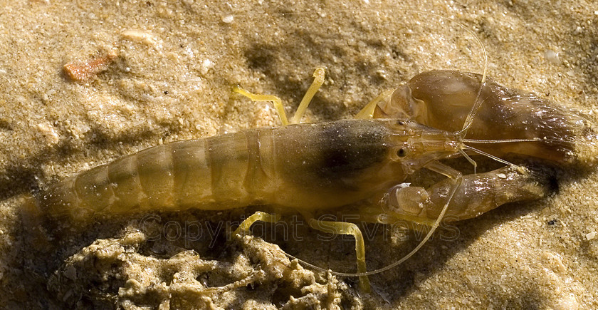 Hammer Claw 
 Keywords: Seaside, hammer claw, Shrimp, Sand, Dive Club Oman, Muscat, Oman