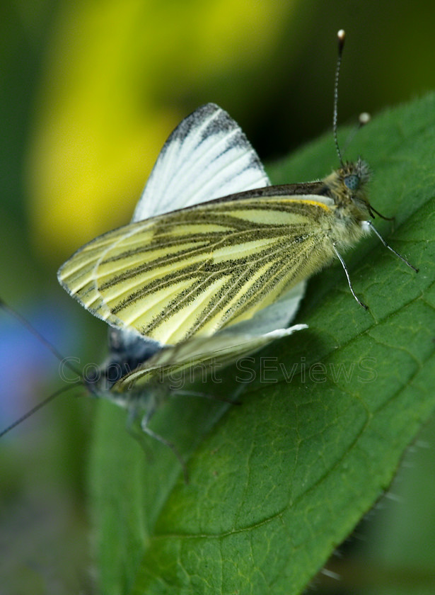 Green-veined White0054 
 Green-veined White (Pieris napi) mating butterflies 
 Keywords: Green-veined White (Pieris napi) mating butterflies, sexual dimorphism, Camberley, Surrey, UK