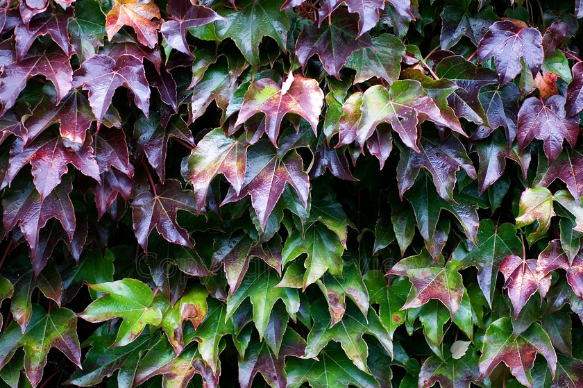 Leaves (12)0001 
 Keywords: Coulonges