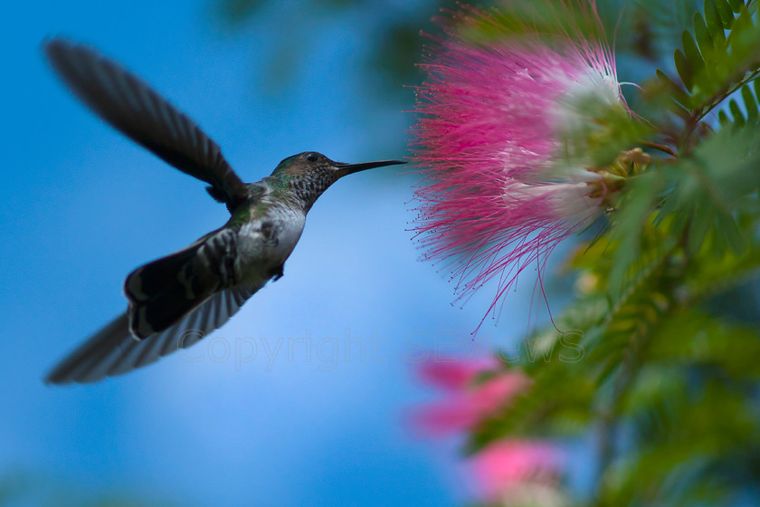 Buff-bellied Hummingbird6000 
 SONY DSC 
 Keywords: Hummingbird, Buff-bellied Hummingbird (Amazilia yucatanensis), Costa Rica, Central America, Pacific Coast