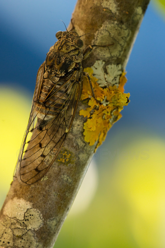 Cigale7024 
 Cicada, Cicadoidea 
 Keywords: Eygaliers, Drome, France, Moulin de Cost, cigale, Cicada, Cicadoidea