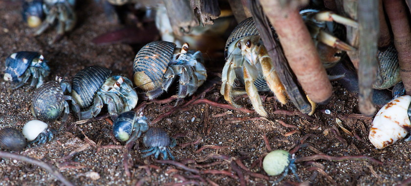 Hermit crab Paguroidea6332 
 SONY DSC 
 Keywords: hermit crabs, Costa Rica, Central America, Pacific Coast