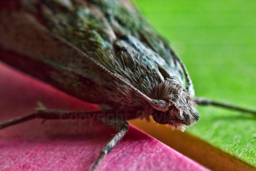 moth DSC6363 
 Moth landed on pink & green postit 
 Keywords: moth, pink, green, postit, hairy