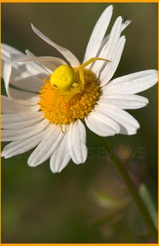 Crab spider DSC3213 
 Crab spider (family Thomisidae) on daisy 
 Keywords: Crab spider (family Thomisidae), Camberley, Surrey, UK