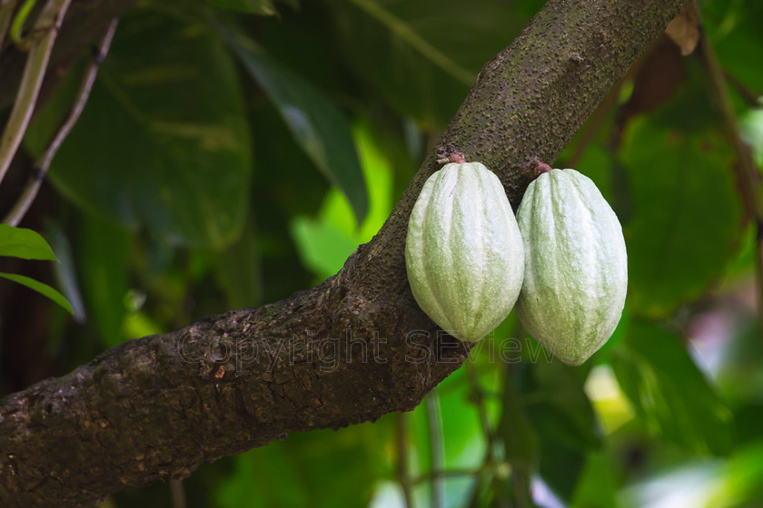 Cocoa seedpods 
 Cocoa pods on tree in St Lucia 
 Keywords: Cocoa pods; St Lucia