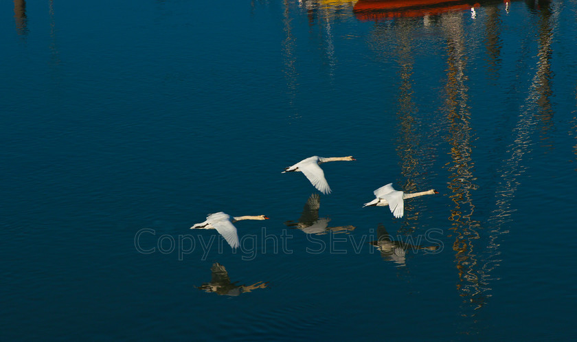 Flying swans1240 
 SONY DSC 
 Keywords: Cygnus olor, Mute Swan, Swan, family, cygnets, Arun River, River Arun, Littlehamton, West Sussex