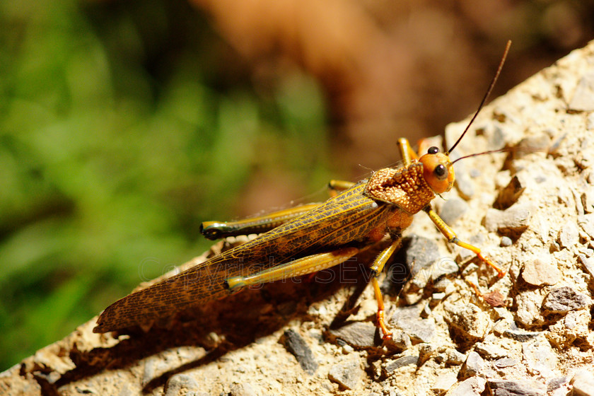 Cricket6613 
 Giant Grasshopper (Tropidacris cristata) in Costa Rica 
 Keywords: Giant Grasshopper, Tropidacris cristata, Costa Rica, Central America, Pacific Coast