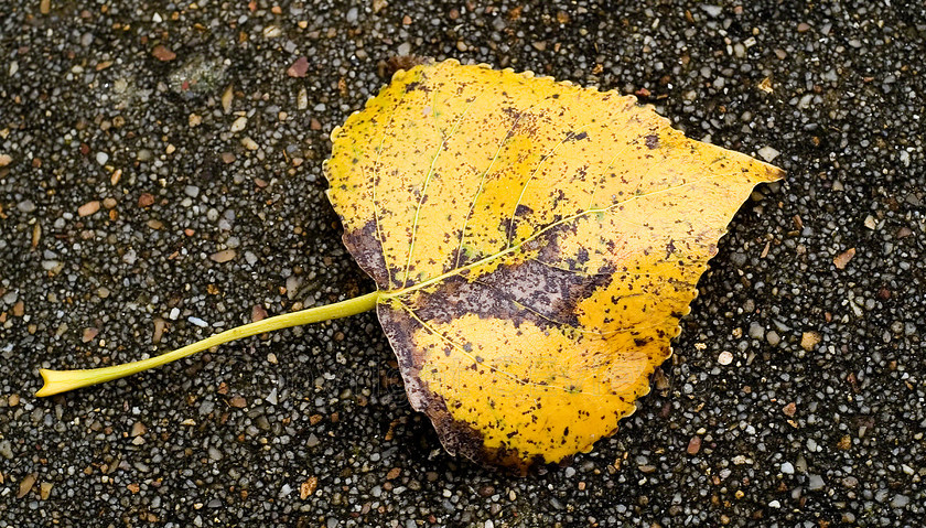 Leaf0001 
 Dead poplar leaf on paving stone large sand grain 
 Keywords: dead leaf, yellow, autumn, poplar leaf, large sand grain, Shrewsbury, UK