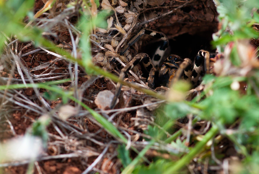 Spider02929 
 SONY DSC 
 Keywords: Wolf Spider, Lycosa sp.