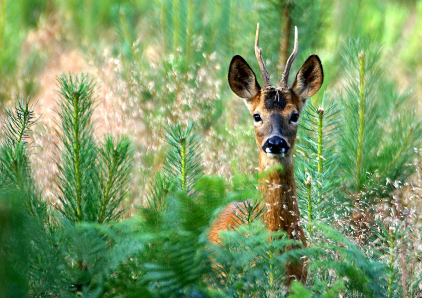 Deer30008 upsized 
 Keywords: Queens Wood, Camberley, Surrey, UK, EU, Deer, Forest, Woods