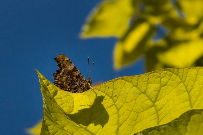 Surrey butterflies1841 
 Keywords: Comma (Polygonia c-album), Butterfly