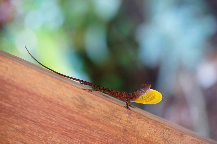 Golfo-Dulce Anole DSC6466 
 Golfo-Dulce Anole, Norops polylepis 
 Keywords: Golfo-Dulce Anole, Norops polylepis, Costa Rica, Central America, Pacific Coast