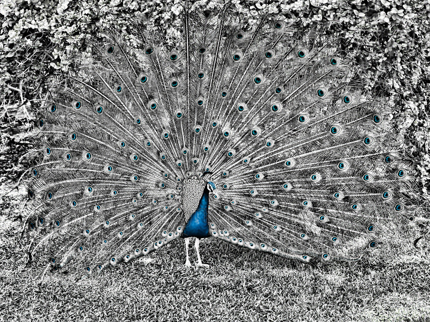 Peacock DSC8581 
 Displaying peacock, black and white 
 Keywords: Peacock, Dubai, UAE