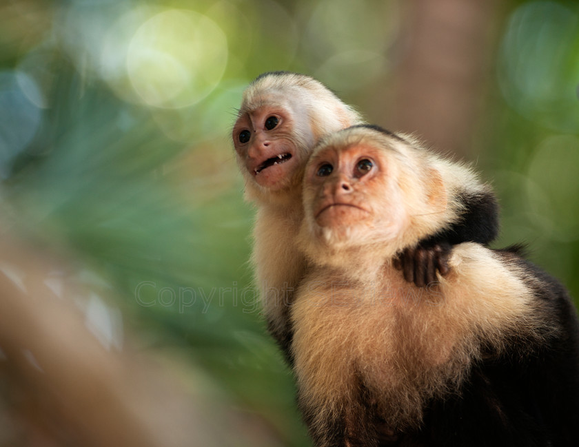 Capuchin monkey6125 
 Capuchin monkey and baby 
 Keywords: Monkey, Costa Rica, Capuchin