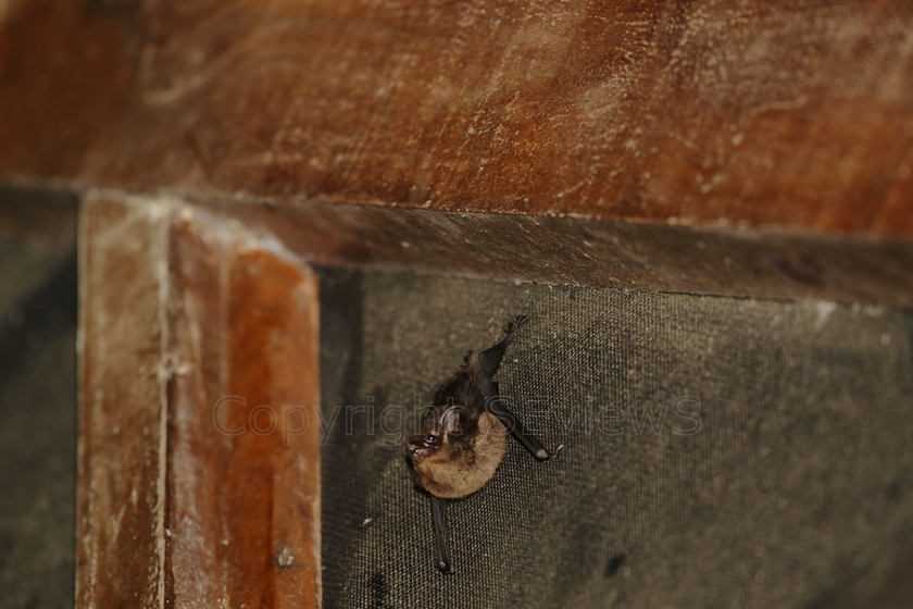 Bat6558 
 SONY DSC 
 Keywords: Bat, Costa Rica, Central America, Pacific Coast