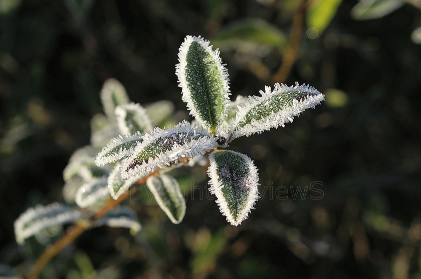 Hoar frost holly leaf 
 Hoar frost on holly leaf 
 Keywords: Hoar frost, holly leaf