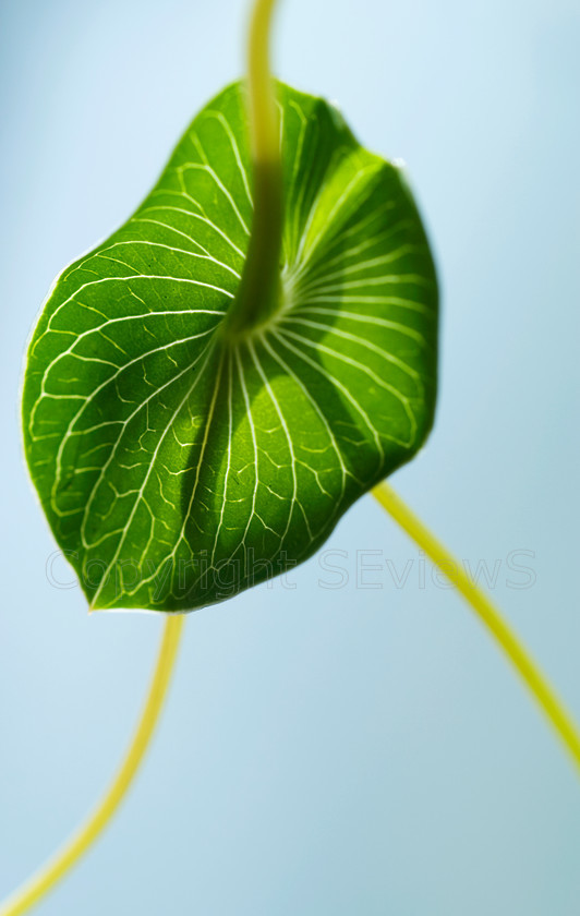 Yellow stem leaf 
 Yellow stem leaf 
 Keywords: Yellow, Stem, leaf