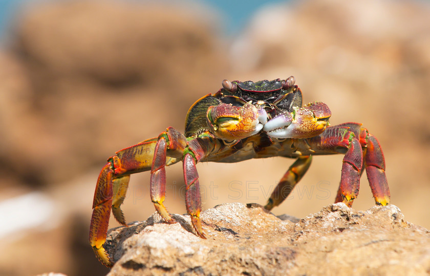 Rock Crab1781 
 Colourful rock crab on Ras Al Hadd beach, Ash Sharqiyah, Oman 
 Keywords: Rock Crab, colourful, Ras Al Hadd, Ash Sharqiyah, Oman