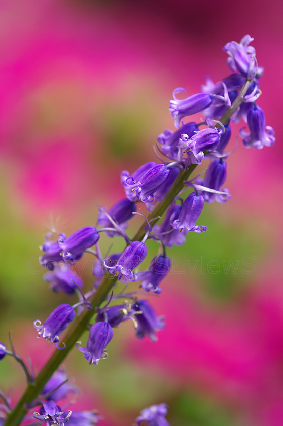 BluebellPICT0130 
 Bluebell flowers 
 Keywords: Bluebell flowers, Camberley, Surrey, UK