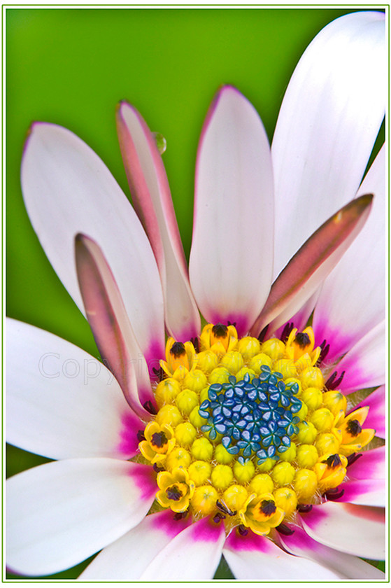 daisy PICT0015 
 Multi coloured daisy , Camberley garden , Surrey , UK 
 Keywords: Flower, daisy, multi coloured, Camberley, garden, Surrey, UK