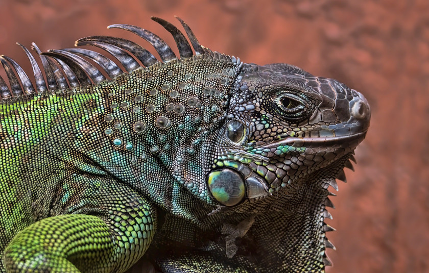 Iguana DSC3547 
 Iguana 
 Keywords: Iguana, Panama