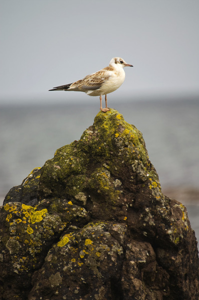 Seagull looking over the horizon!