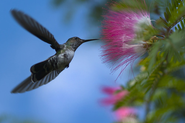 Humming bird in Arenal, Costa Rica